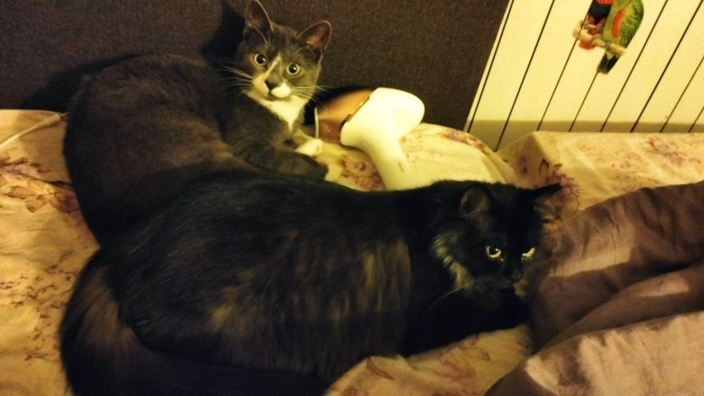 Стерилізовані кішка і котик шукають родини