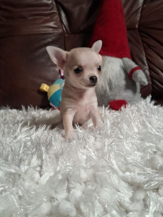 Śliczna suczka chihuahua