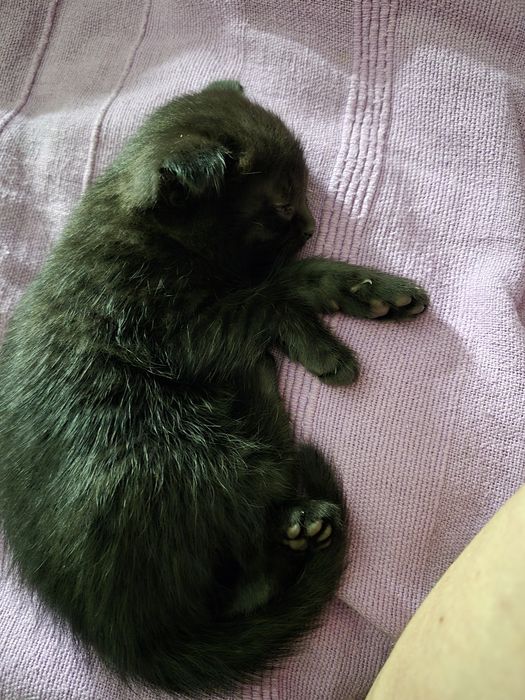 Котёнок девочка объявление зарание