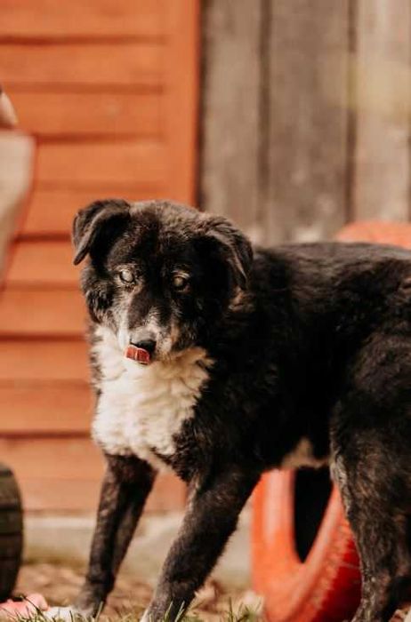 Homer jesień życia spędza w schronisku, czekając na cud... Adoptujesz?