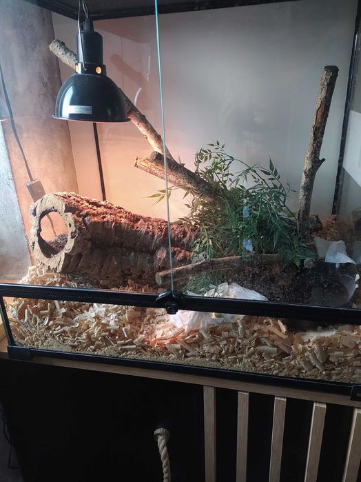 Sprzedam węża zbożowego