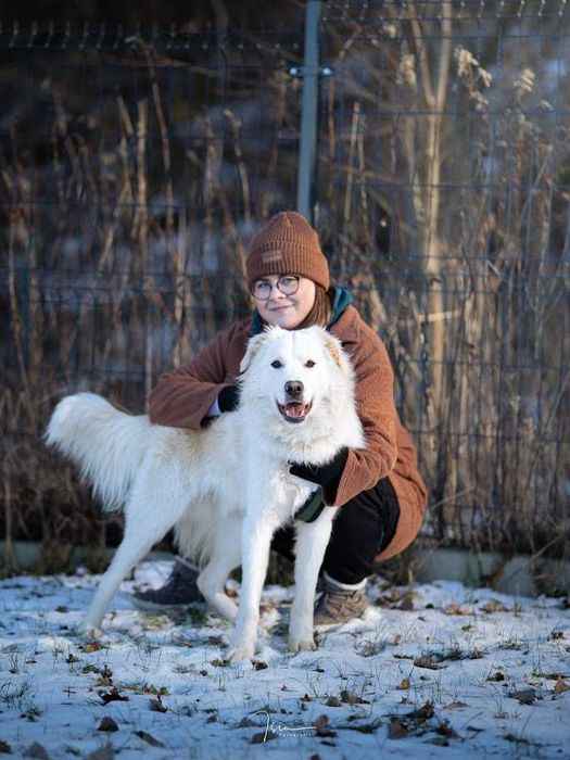 ALEX - wyjątkowej urody pies szuka odpowiedzialnego domu