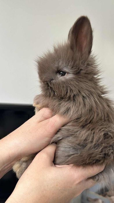 Angora samczyk havana domowa hodowla