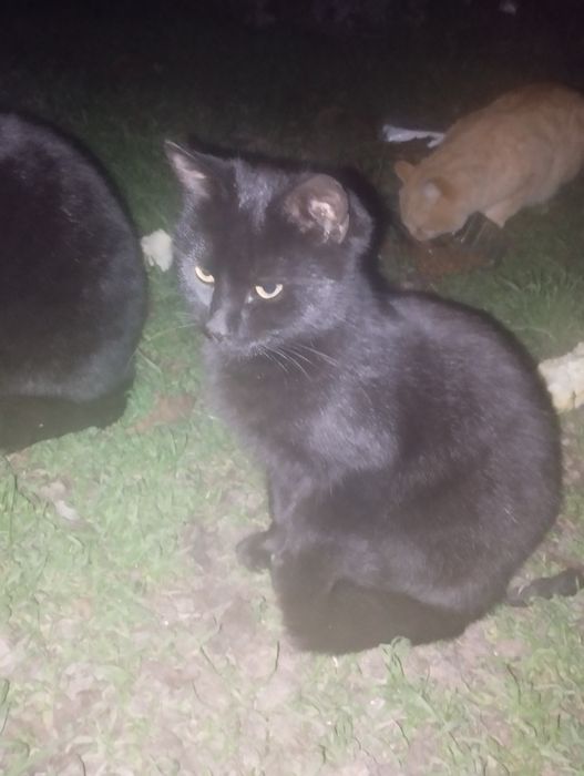 Котята ищут дом и любящих хозяев