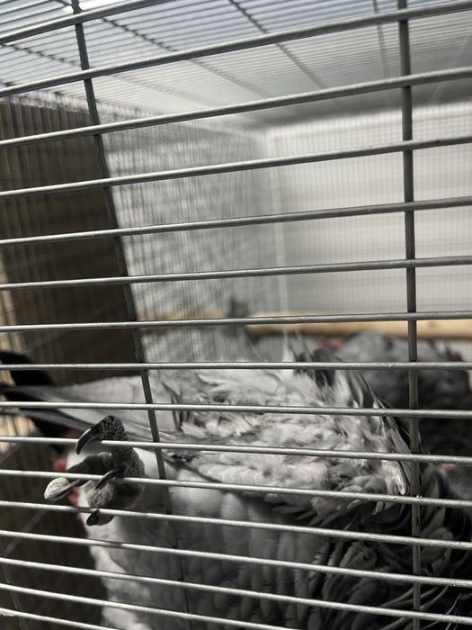 Casal cimzentos adultos