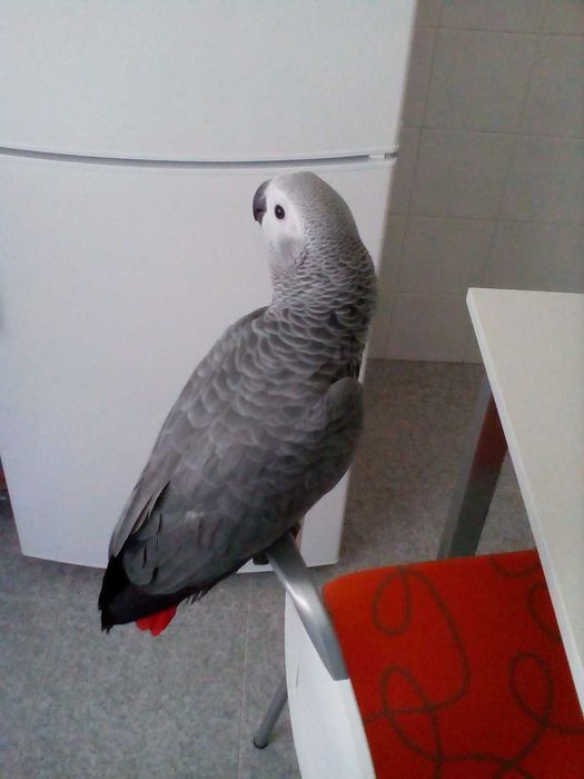 Papagaio Cinzento de Cauda Vermelha