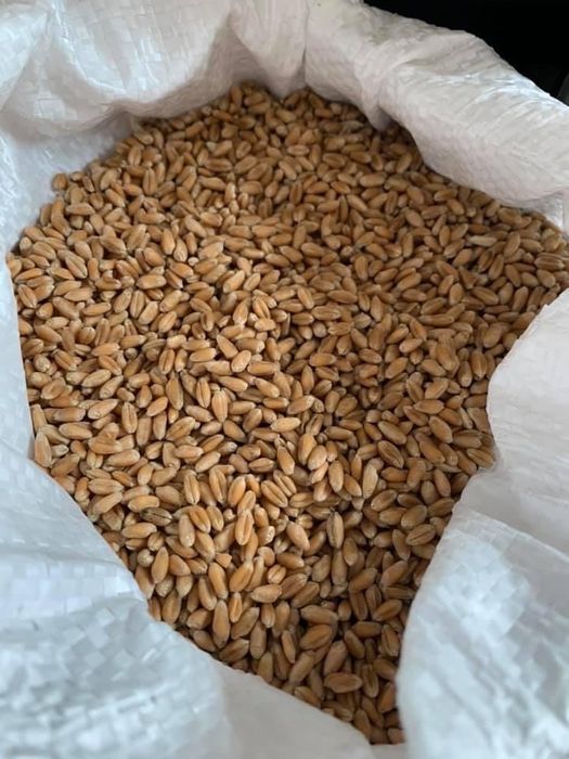 Соя насіння, Пшениця ( є очищена на муку і дрібніша для курей)