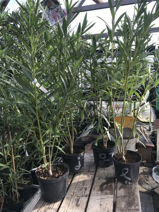Oleander żółty pachnący z własnej uprawy
