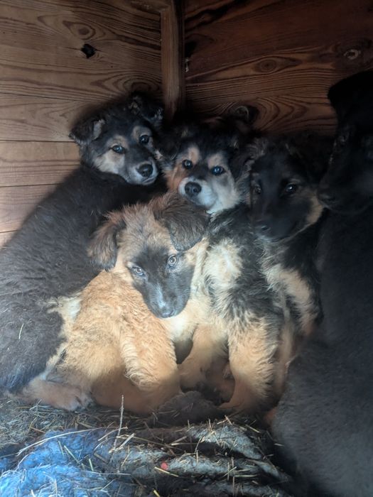 Щеня Гарбузик шукає родину