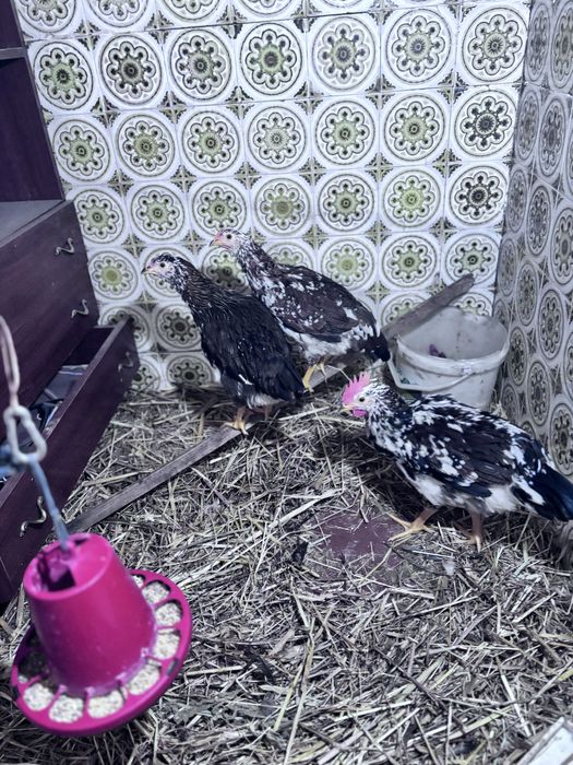 Frangas e frango legohrn