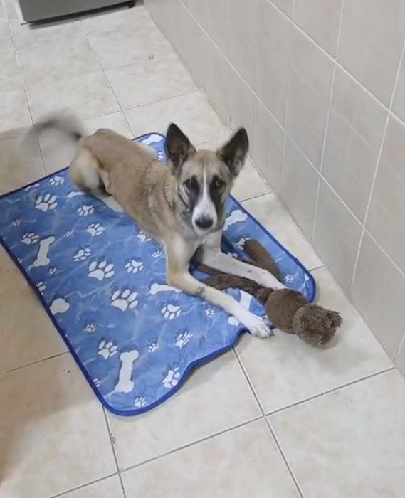 Uratowana Sara, drobna i delikatna