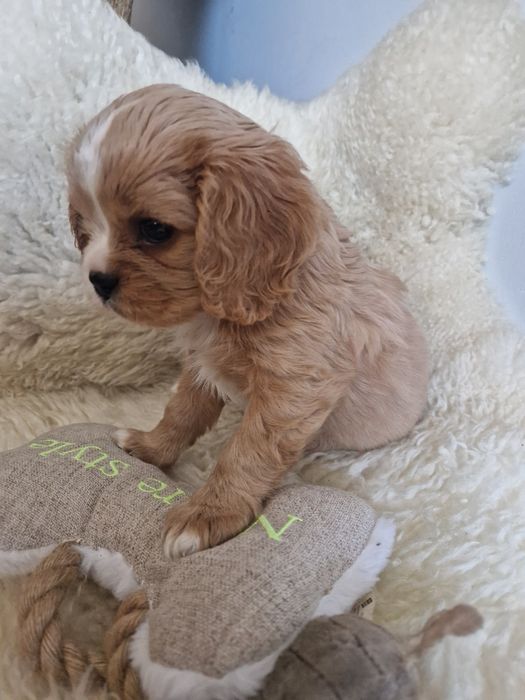 Cavalier sunia z rodowodem