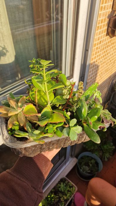 Suculentas tabuleiros 24 especies