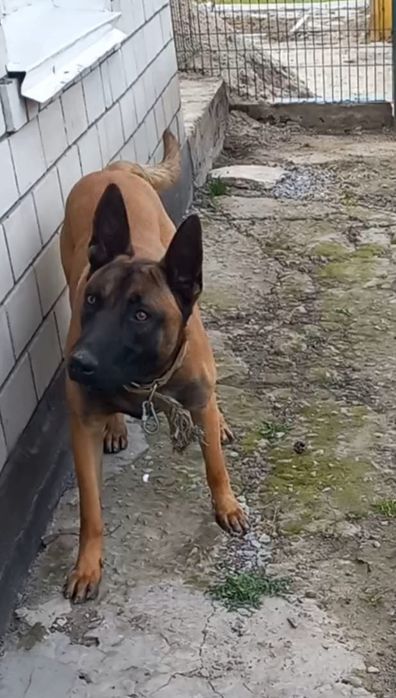 Бельгійська вівчарка Малінуа (хлопчик)