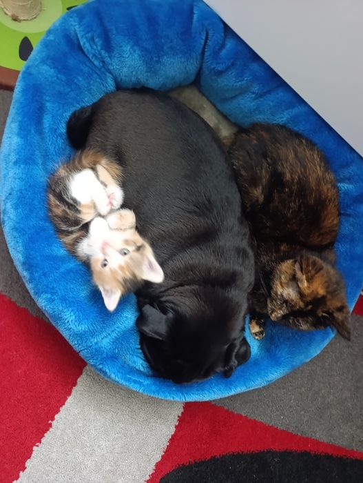 2 дівчинки шукають домівку