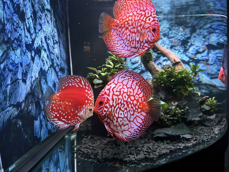 Akwarium Juwel najwyższa wersja narożne 350l Helia Lux.