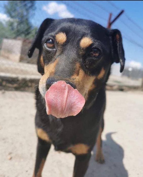 Ramzes prosi o szansę ...