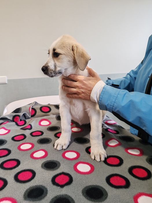 Cadela rafeiro Alentejano