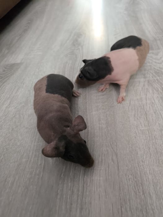 Świnki morskie samiczki 3 mies.