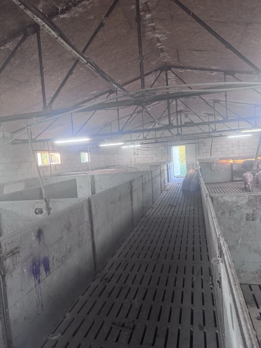 Продаж свиноферми 200м кв.