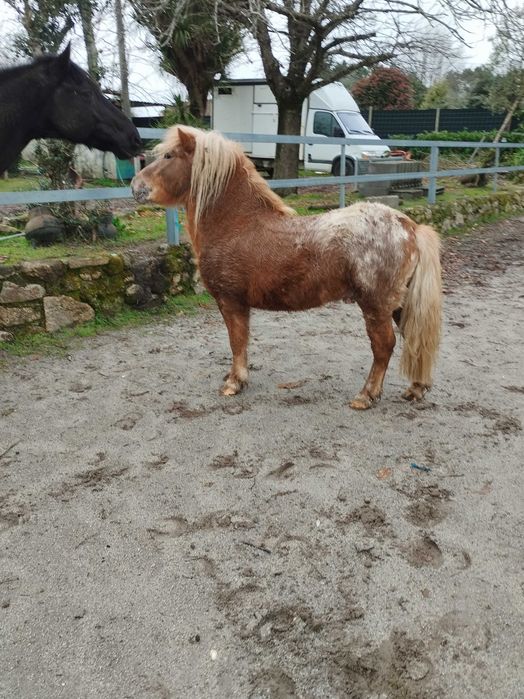 Pônei Appaloosa inteiro