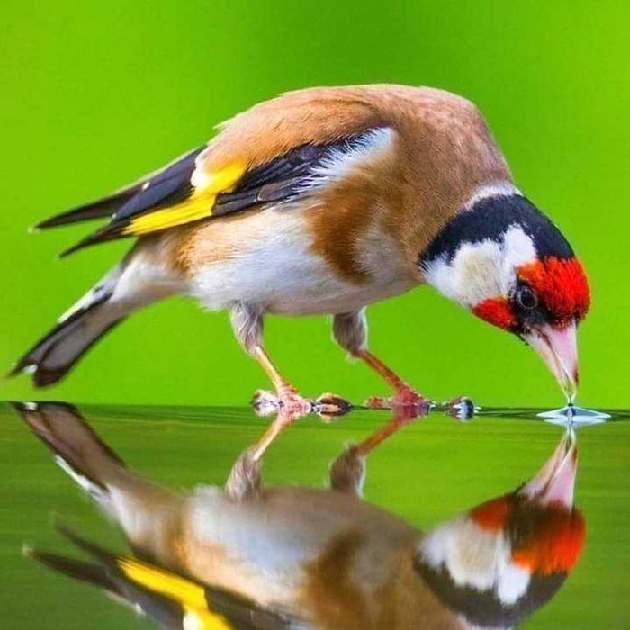 Vendo pintassilgos anilhados