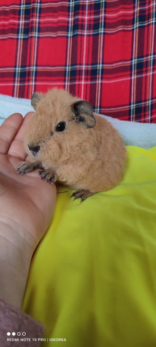 ТеддіКаліфорнія морська свиночка