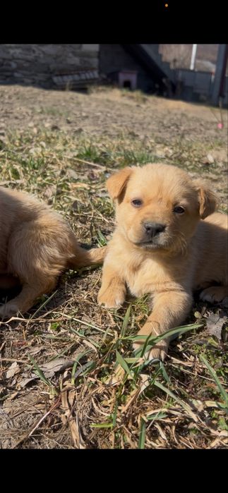 Собачки у двір безкоштовно хлопці
