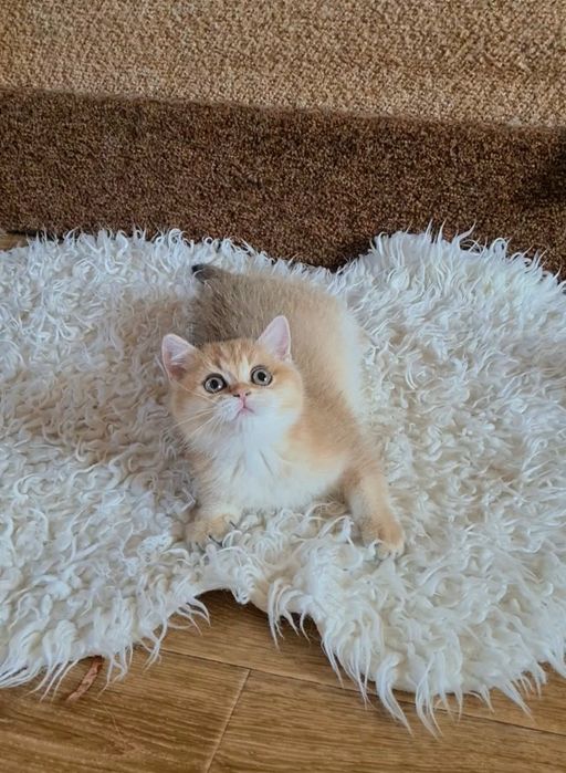 Золотая шиншилла ny11 Девочка