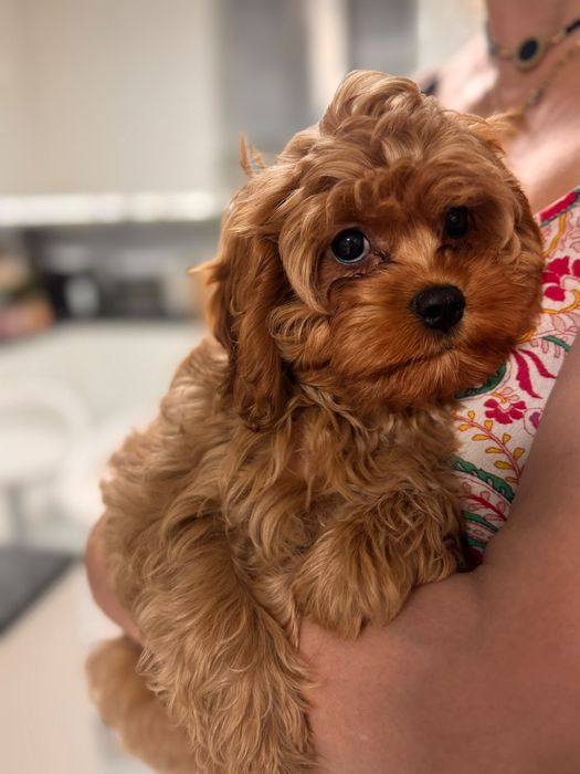 Cavapoo piesek po wszystkich szczepieniach