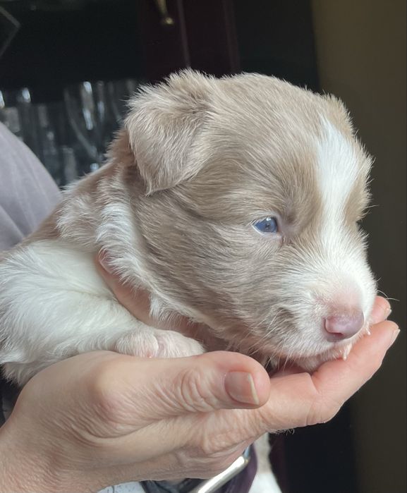 Border Collie piesek lilak