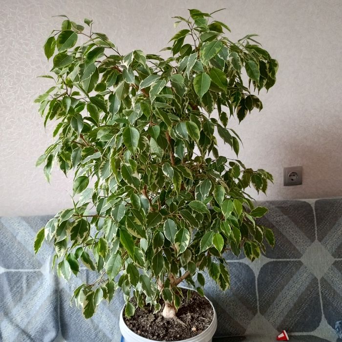 Фікус бенджаміна