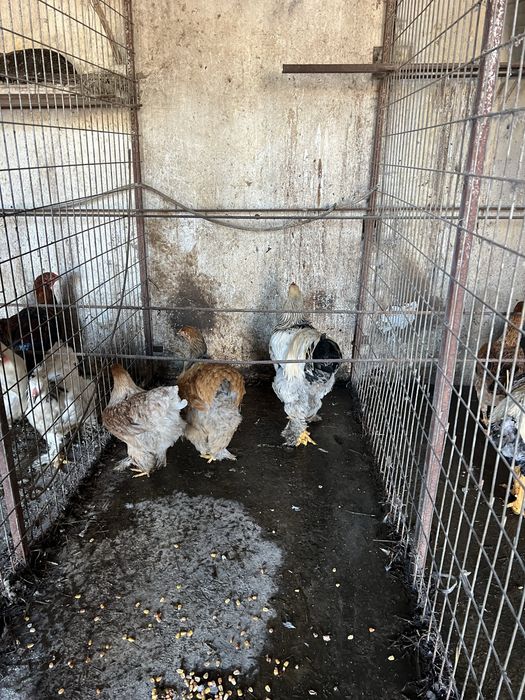 Vendo aves ormamentais