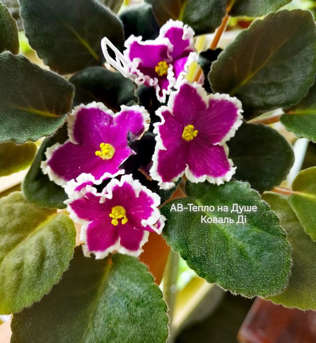 Фіалки сортові розпродаж