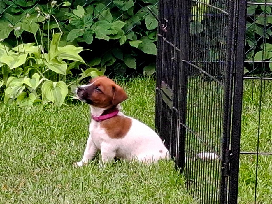 Suczka Jack Russell Terrier FCI ZKwP