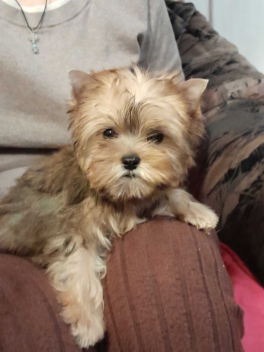 Yorkshire Terrier mały piesek