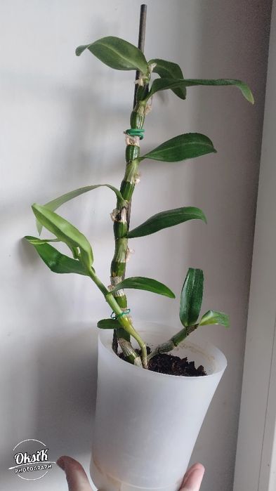 Дендробіум Нобіле (білий)