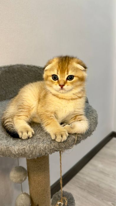 Висловухий хлопчик золота шиншила
