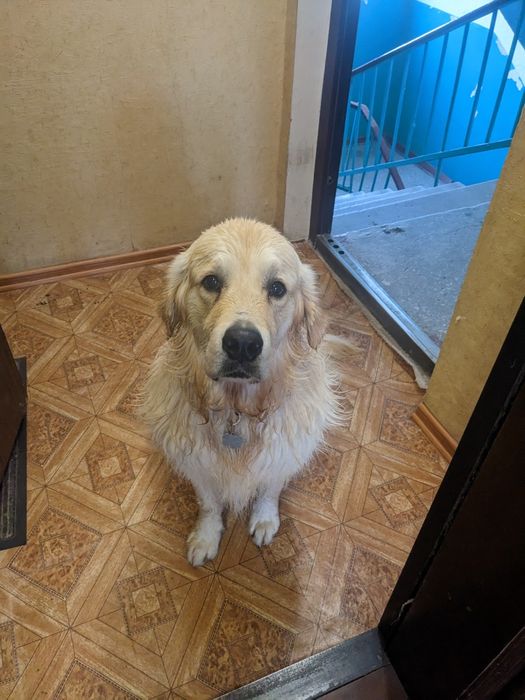 Золотистий ретривер шукає дівчинку!