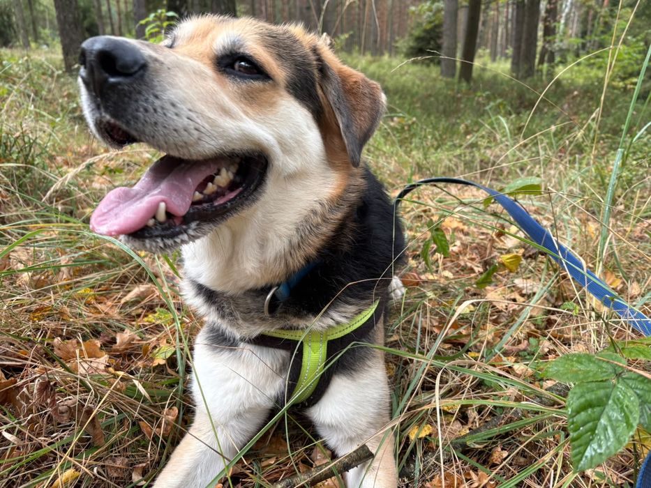 Łagodna i aktywna suczka mix owczarek do adopcji
