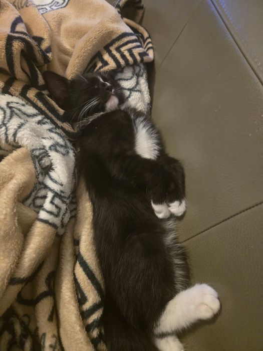 Oddam kotka  za darmo