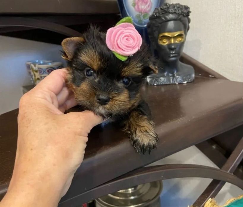 Продаж собачки йорк