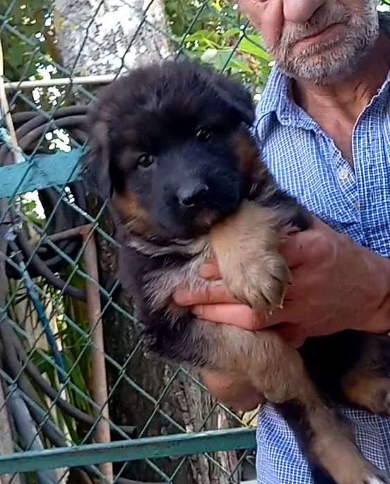 Питомник "THE GOLDEN PATH TO VICTORIY" предлогает роскошных щенков