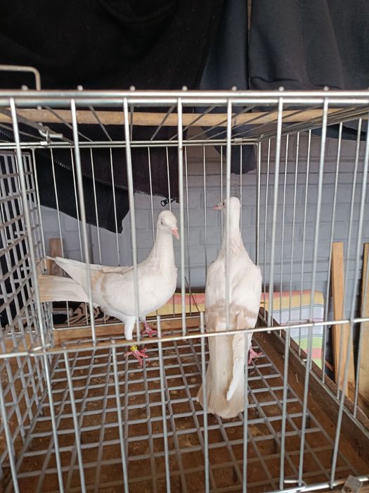 Gołębie pocztowe maslowe