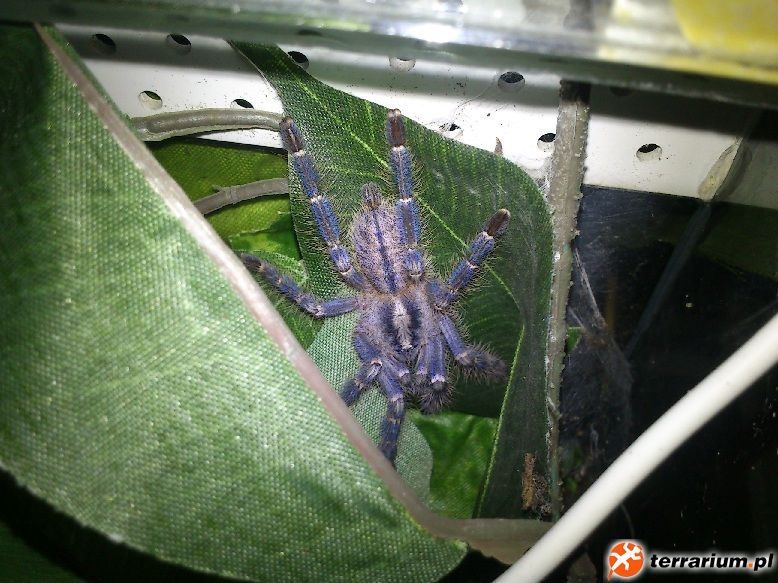 Ptasznik Poecilotheria metallica L5