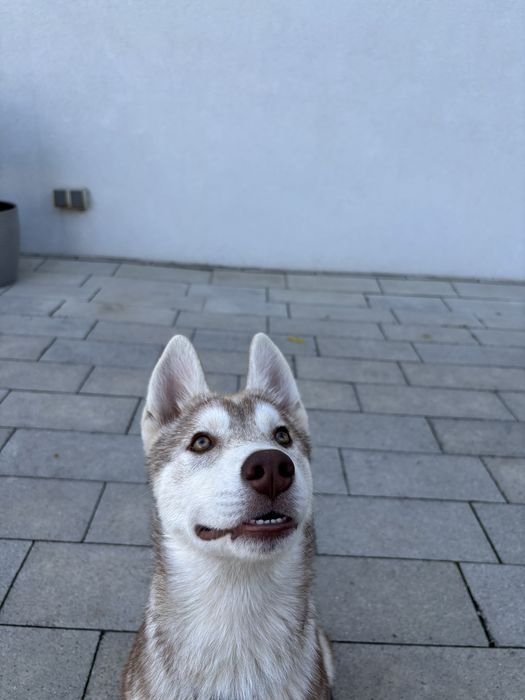 Szczeniak Siberian Husky, suczka z metryką ZKwP