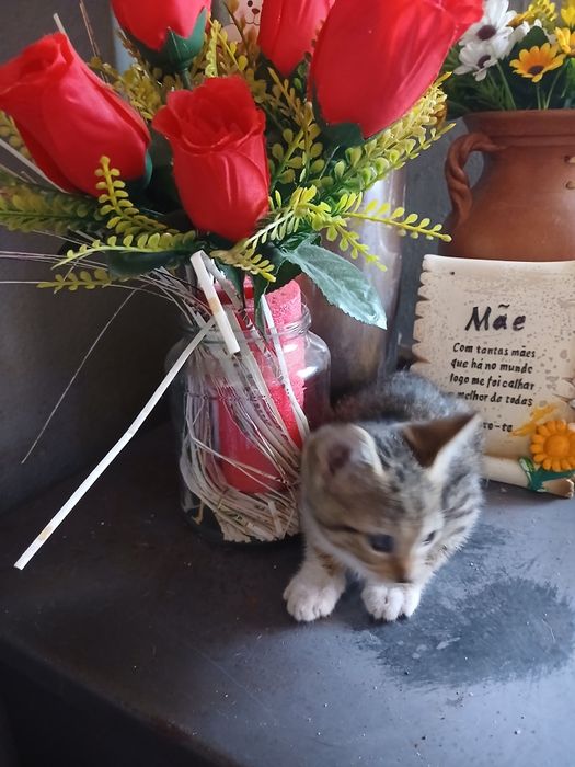 3 gatos machos para adoção