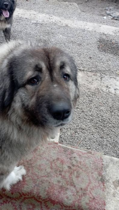 Продам среднеазиатов и кавказцев