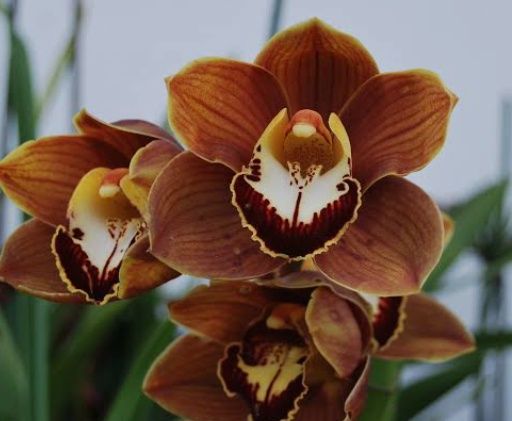 Bolbos de orquídea 2€ cada um