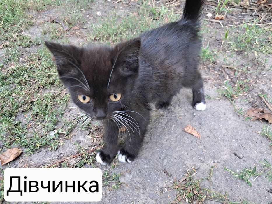 Кошенята в добрі руки